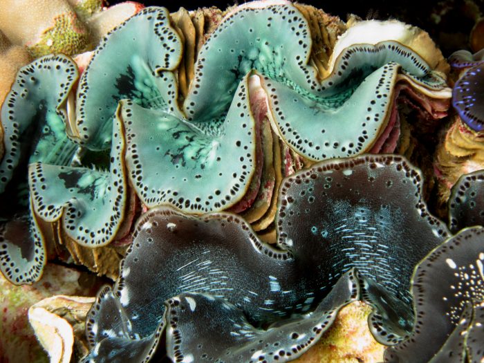 Two giant clams