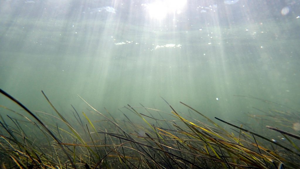 Blades of seagrass in the ocean
